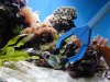 TUNZE Aquarium tongs щипцы аквариумные 80см