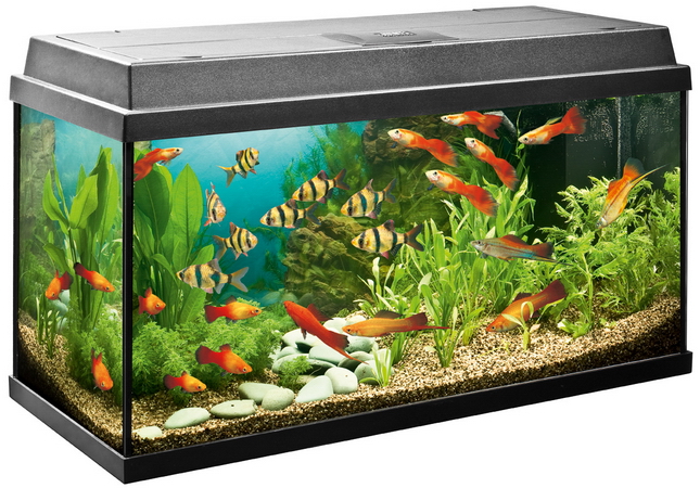 JUWEL REKORD 800 аквариум, черный (Black) 81*36*45 см.,110л., 2*18W Т8,+FIL Bioflow Super - Кликните на картинке чтобы закрыть